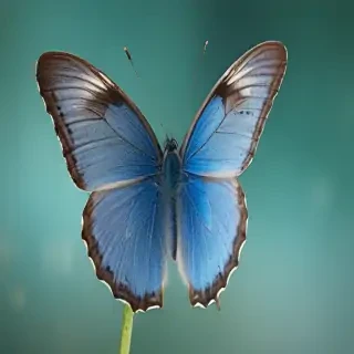 blue butterfly