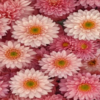 chrysanthemum png
