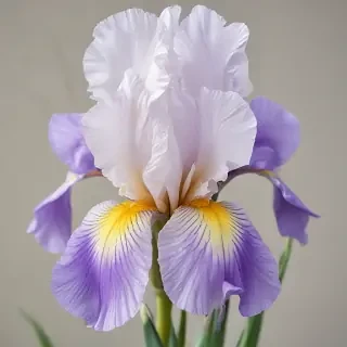 iris flower