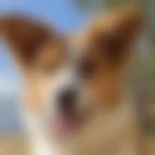 aussie dog