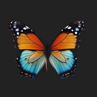 butterfly with transparent background