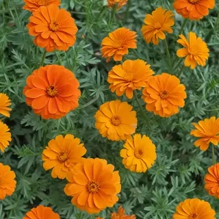 marigolds transparent