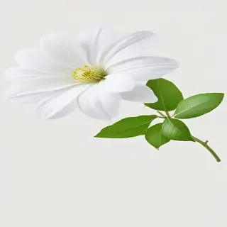 white flower transparent background