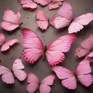 images of pink butterflies