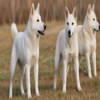 canaan dog breed