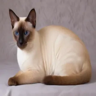 thai old style siamese cat breed