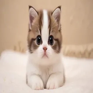 cute img