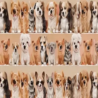 backgrounds of cute dogs