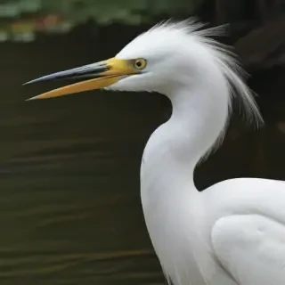 snowy egret