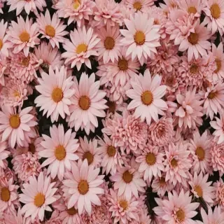 wallpaper aesthetic flowers