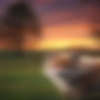 nice pictures for wallpaper