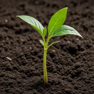 seedling png