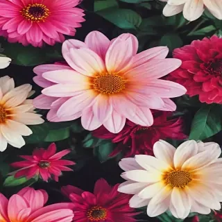 flower background iphone