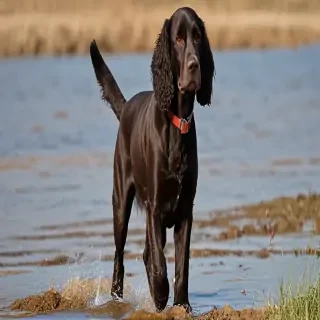 american water spaniel
