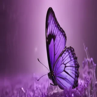 butterfly backgrounds purple