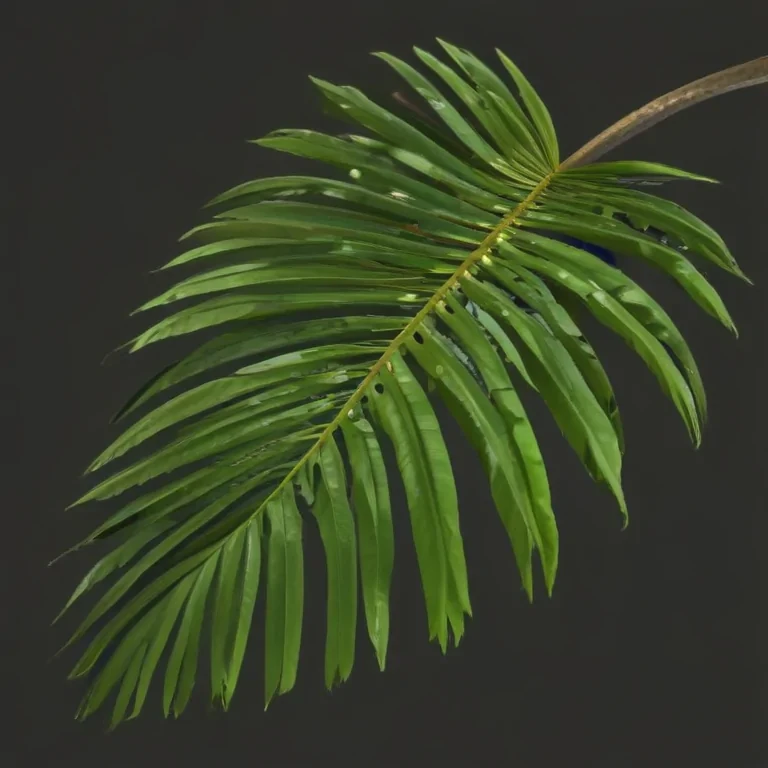 palm tree leaf png