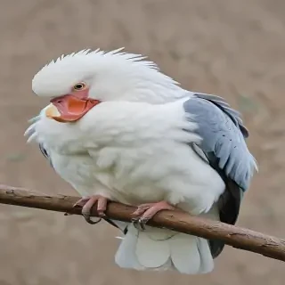 preening