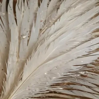 feather background