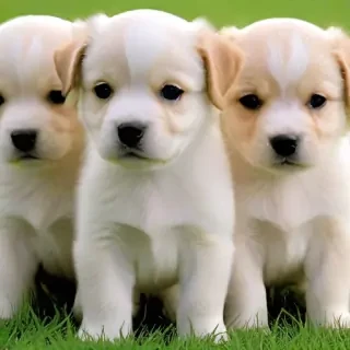 puppies wallpapers