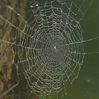 spiderweb