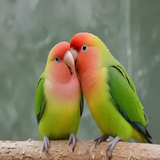 lovebird