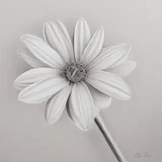 flower pencil drawing