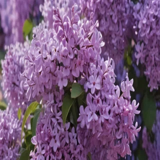 lilac aesthetic