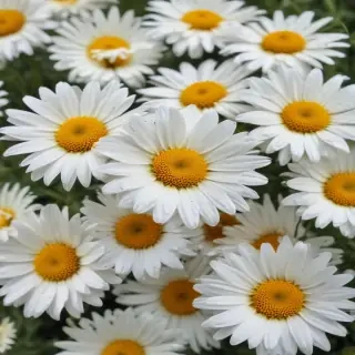 daisies png