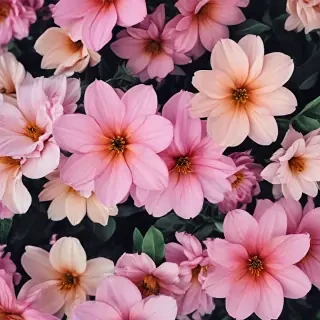 wallpaper iphone flowers
