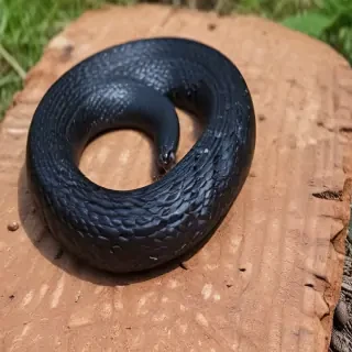 black snake