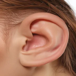 ears png