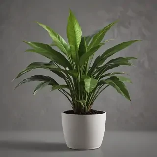 indoor plant png