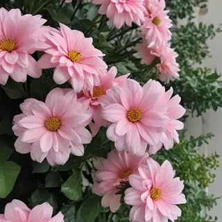 flowers aesthetic