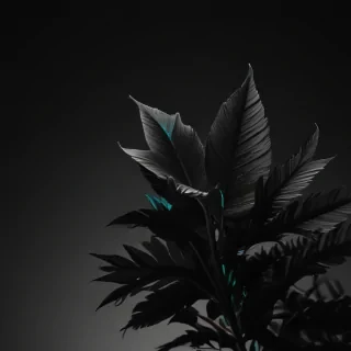 black aesthetic iphone wallpaper