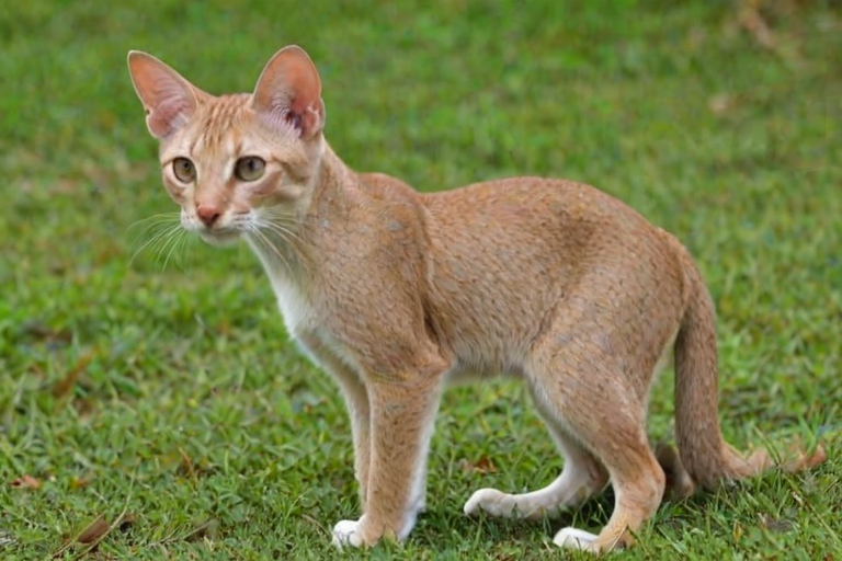 singapura breed