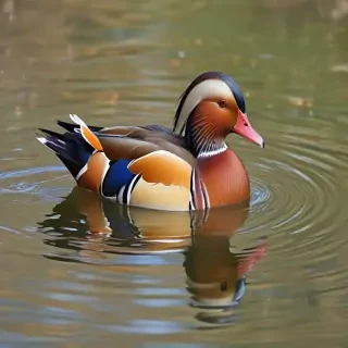 mandarin duck