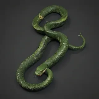 snake .png