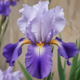 iris flower