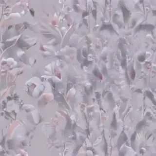 australian mist breed