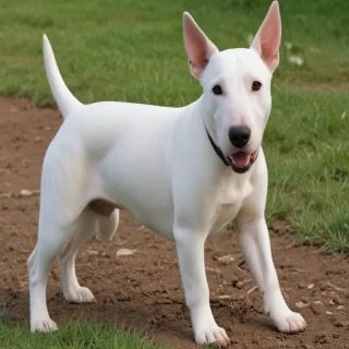 bull terrier dog breed