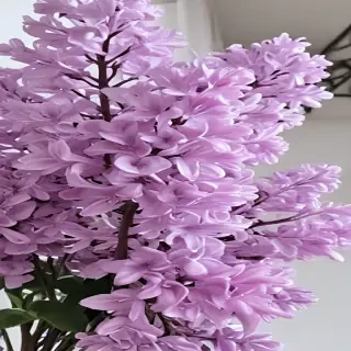 lilac aesthetic