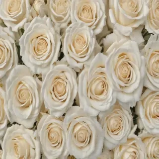 white roses png