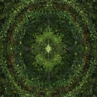leaf circle