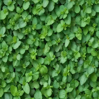 mint background