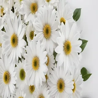 flowers with white background