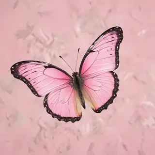 butterfly pink