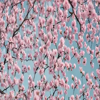 spring aesthetic wallpaper