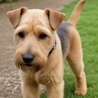 lakeland terrier