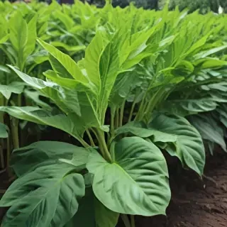 tobacco plant