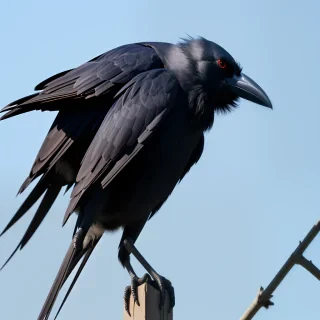 crows png